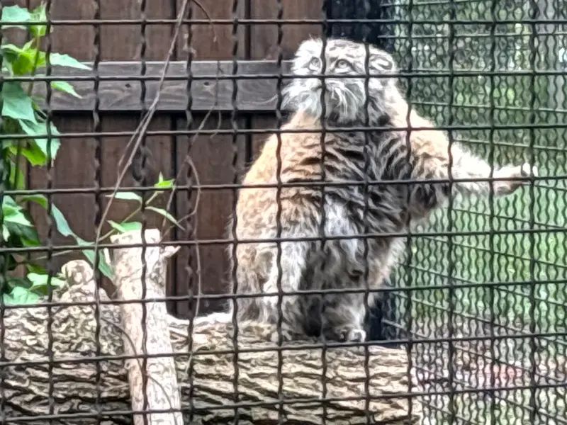 ワルシャワ動物園のジェシーの写真
