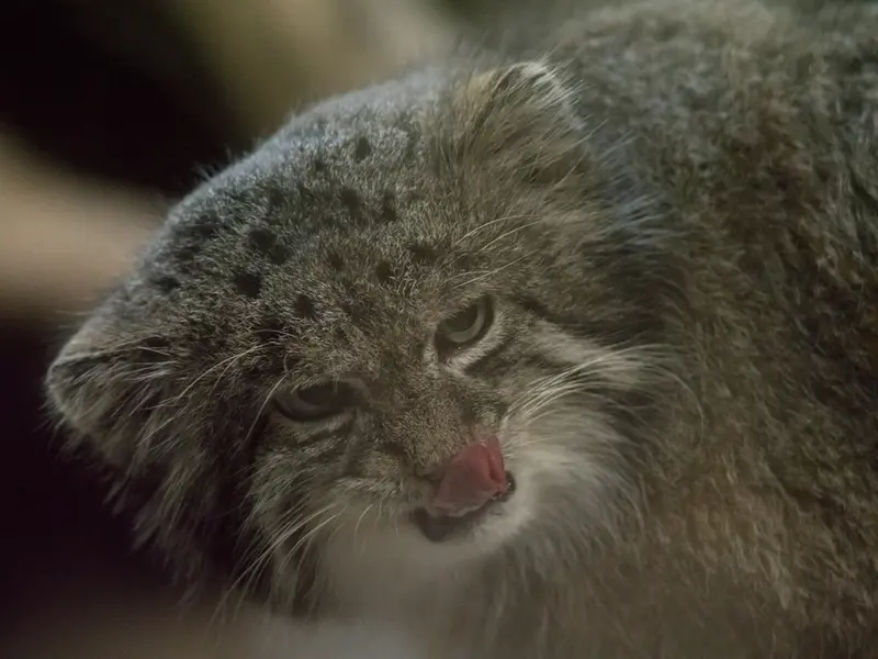 恩賜上野動物園のクリョンの写真