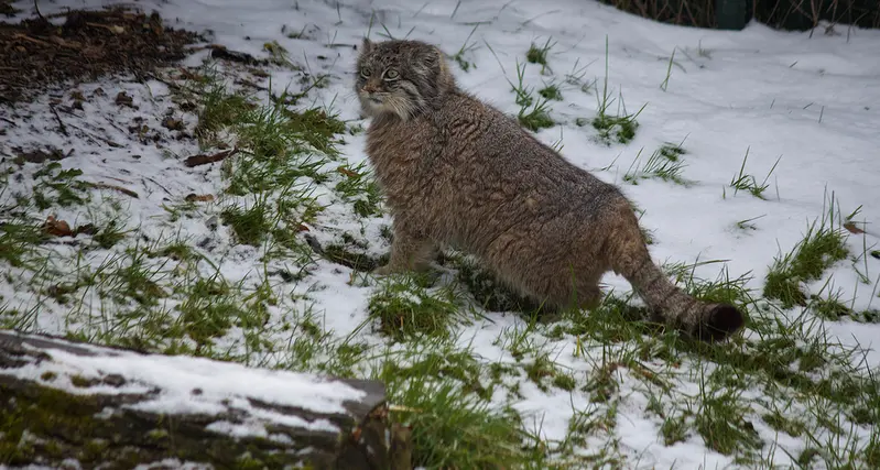 ディーレンライク・ミールロのマヌルネコの写真