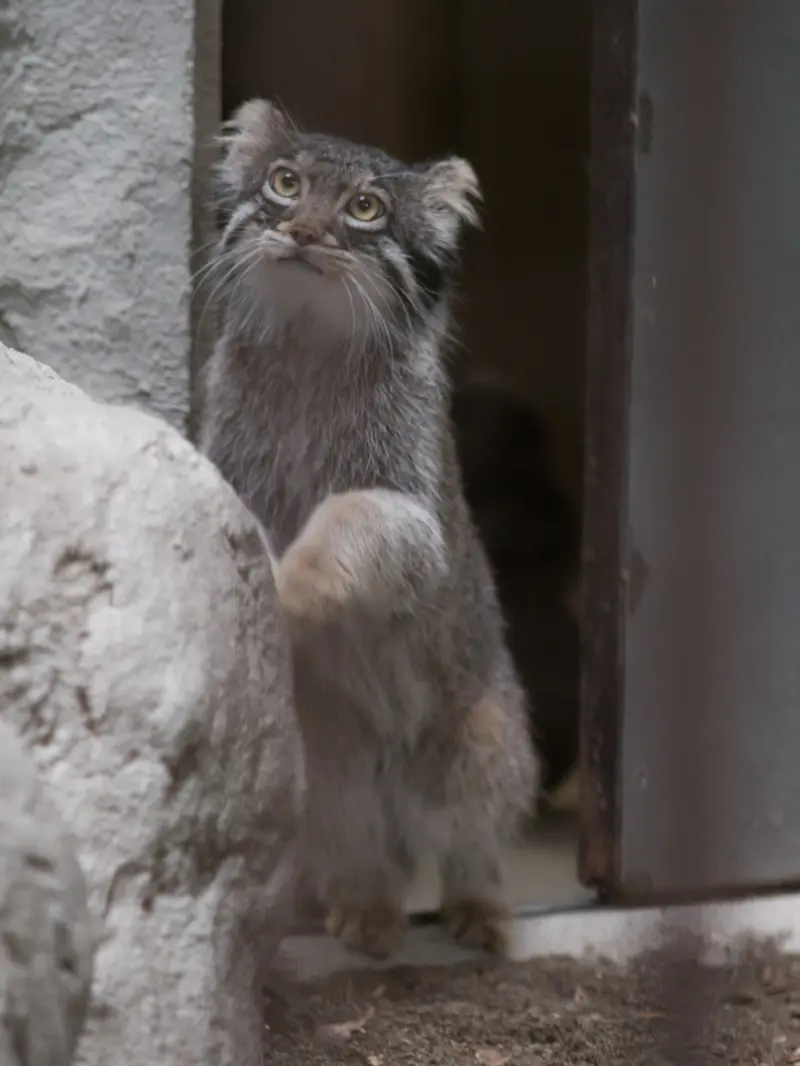 野毛山動物園のフィーガの写真