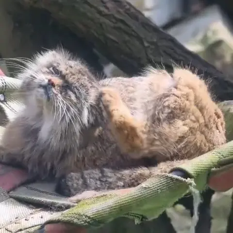 ウッチ動物園のマヌルネコの写真
