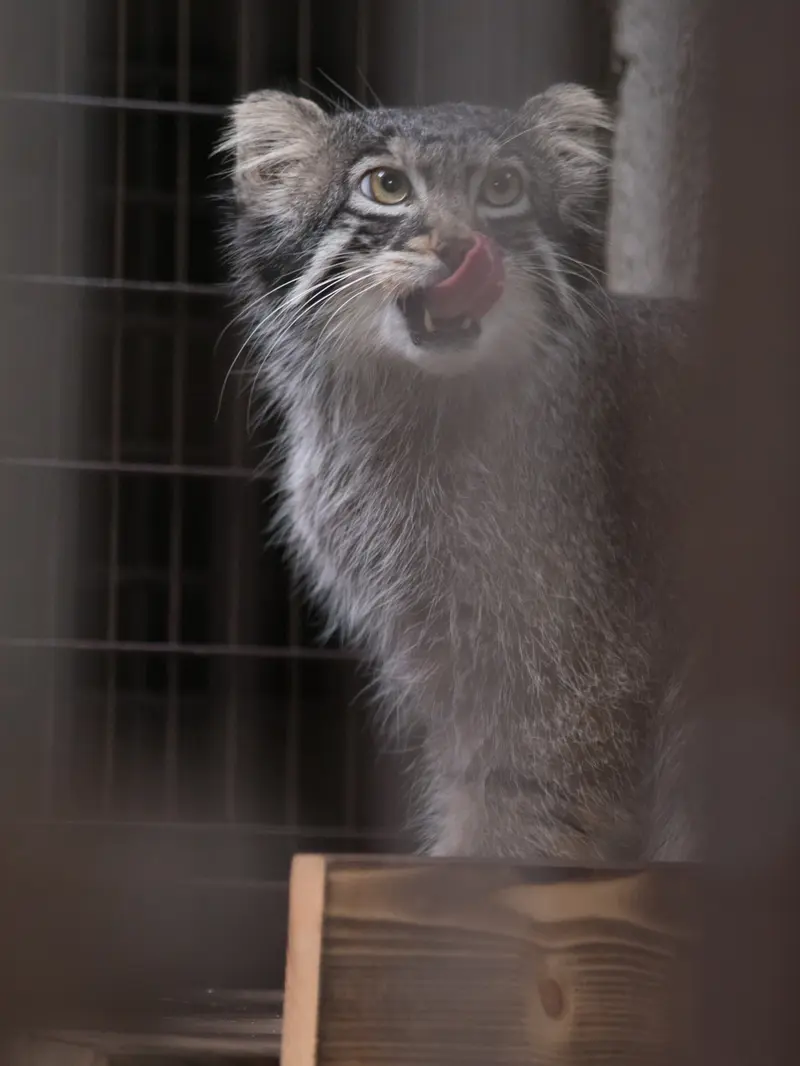 野毛山動物園のフィーガの写真