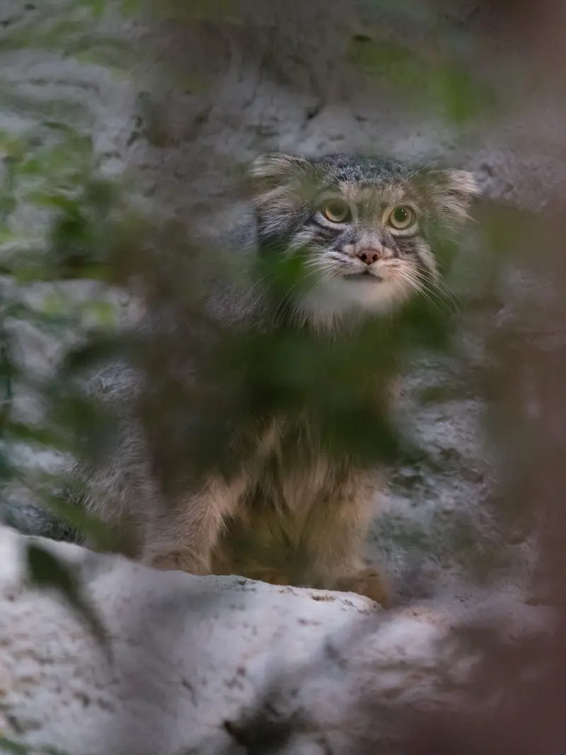 野毛山動物園のフィーガの写真