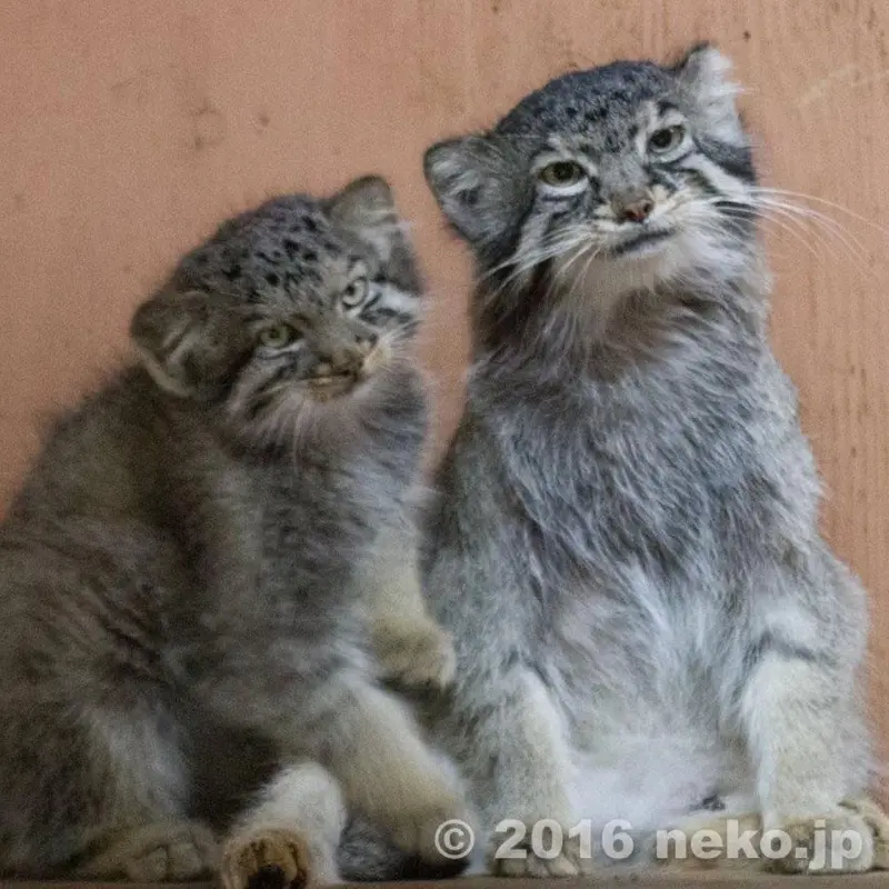 埼玉県こども動物自然公園のタビーとボルの写真