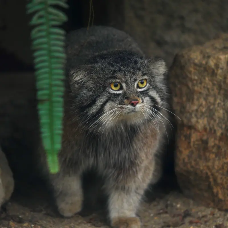 神戸どうぶつ王国のナルの写真