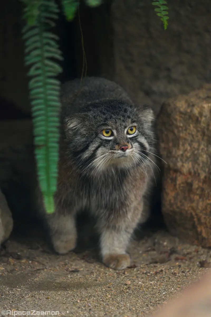 神戸どうぶつ王国のナルの写真
