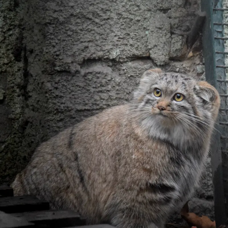 ブダペスト動物園＆植物園のルーシーの写真
