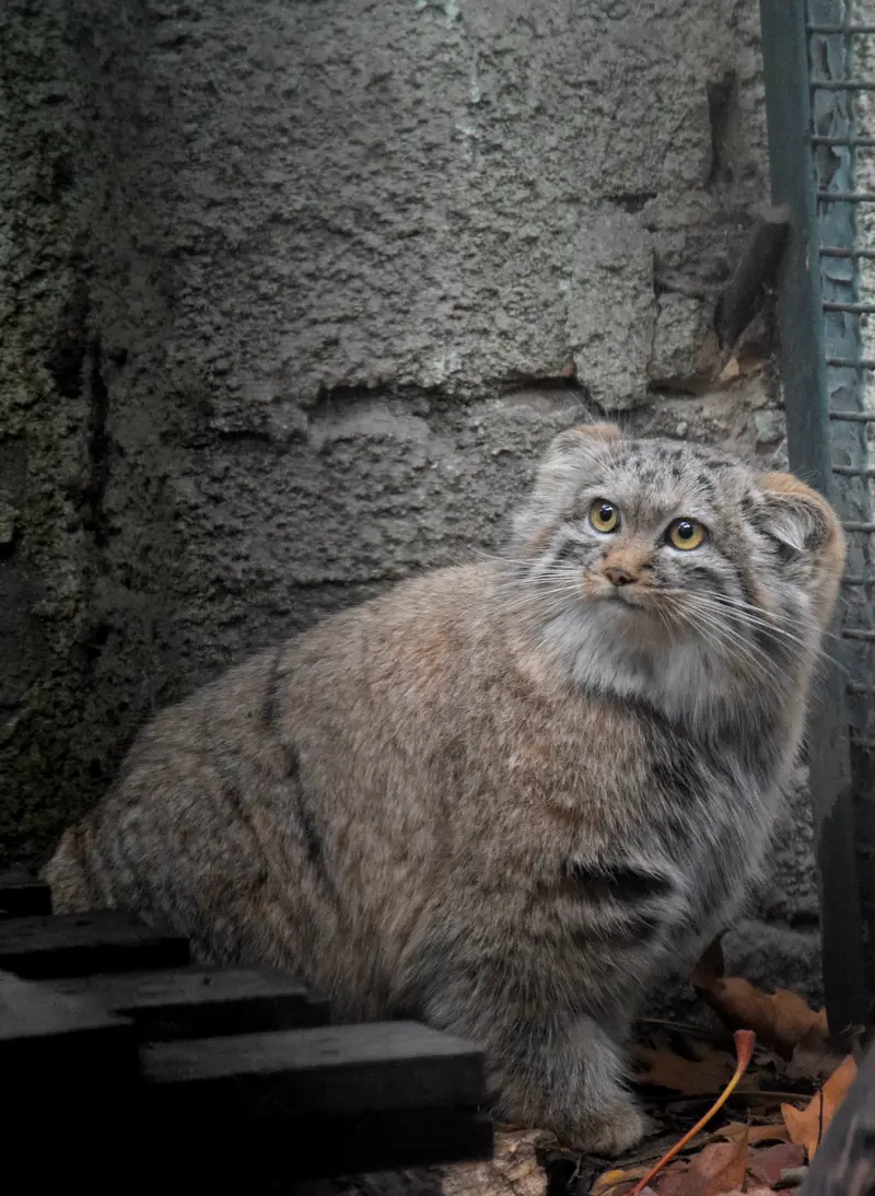 ブダペスト動物園＆植物園のルーシーの写真