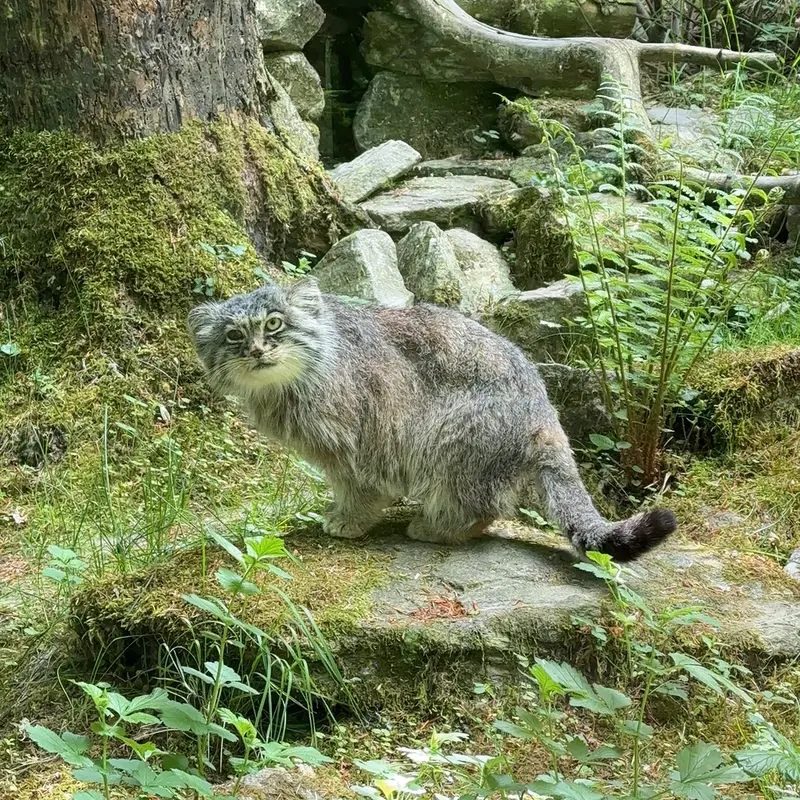オペル動物園のバトゥの写真