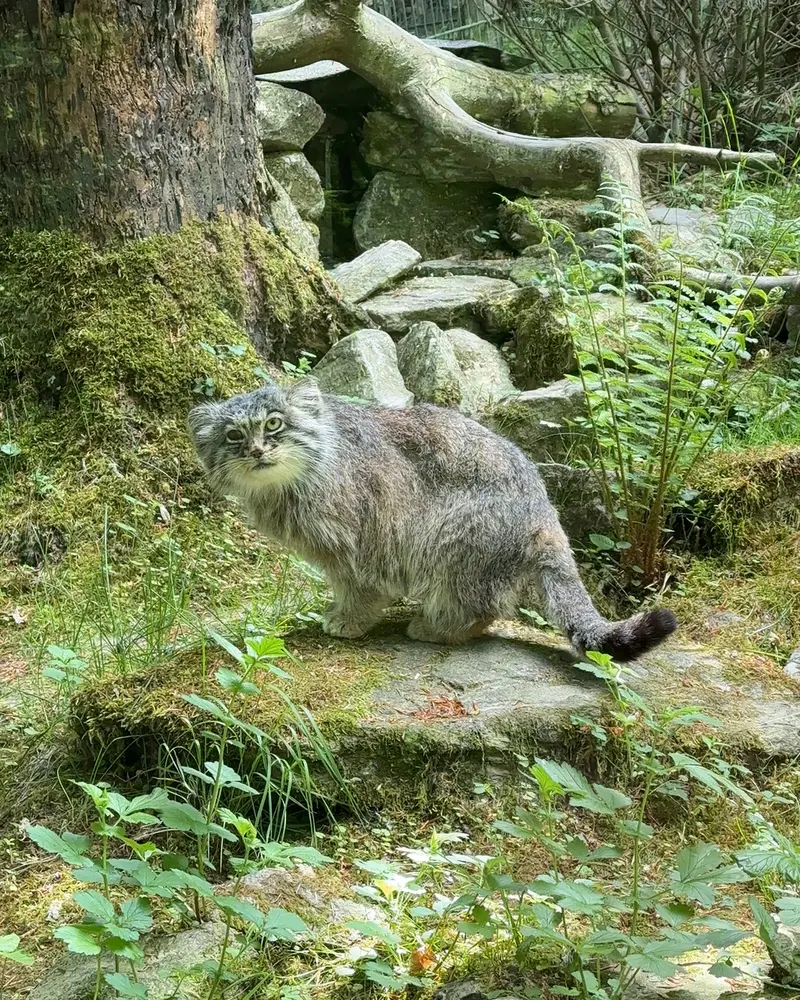 オペル動物園のバトゥの写真