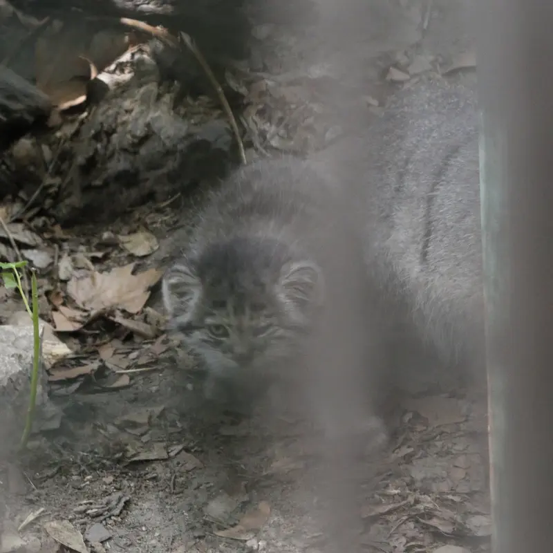 ブダペスト動物園＆植物園のボリス Ⅱの写真