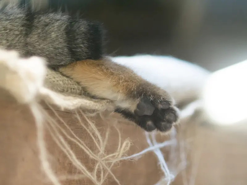 恩賜上野動物園のクリョンの写真