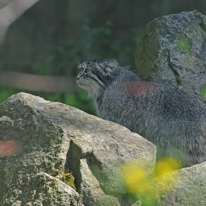 パルケン動物園のベニーの写真