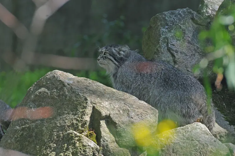 パルケン動物園のベニーの写真