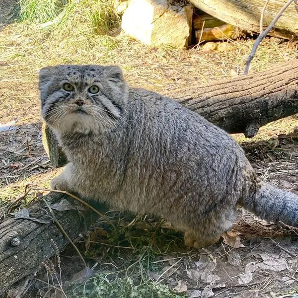 ユタズ・ホグル動物園のペテンカの写真