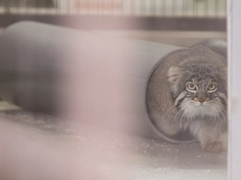 野毛山動物園のフィーガの写真