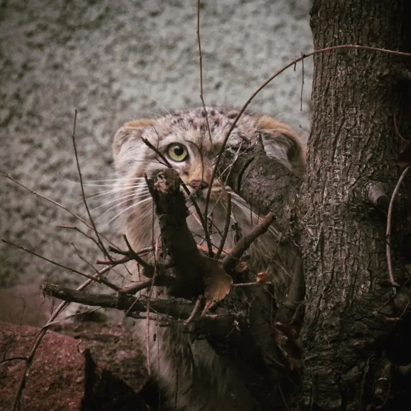 ブダペスト動物園・植物園のルーシーの写真