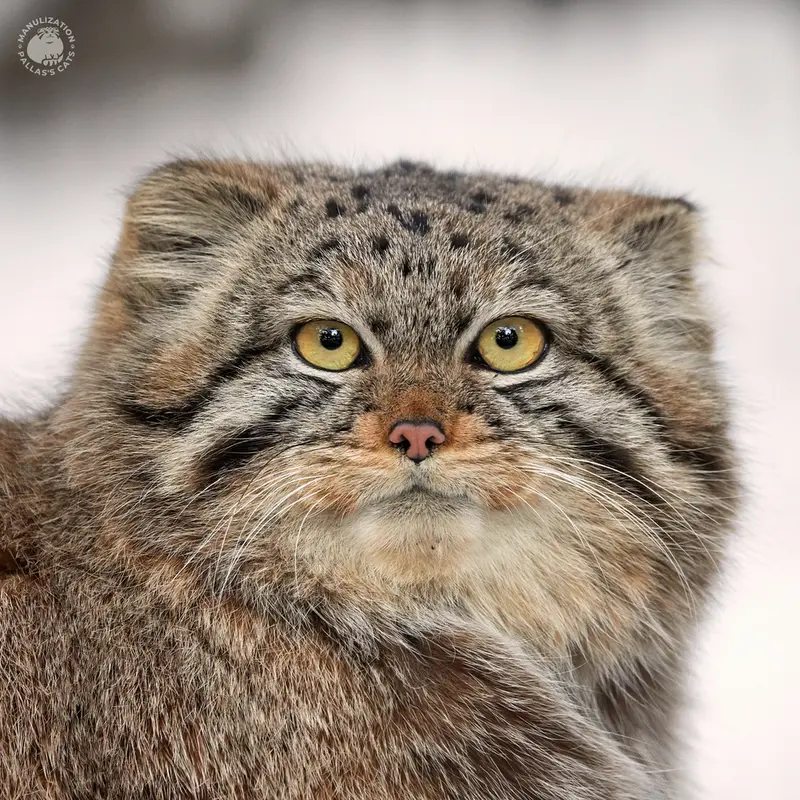 グリーンズ動物救護・リハビリテーションセンターのマヌルネコのヴィオレッタ