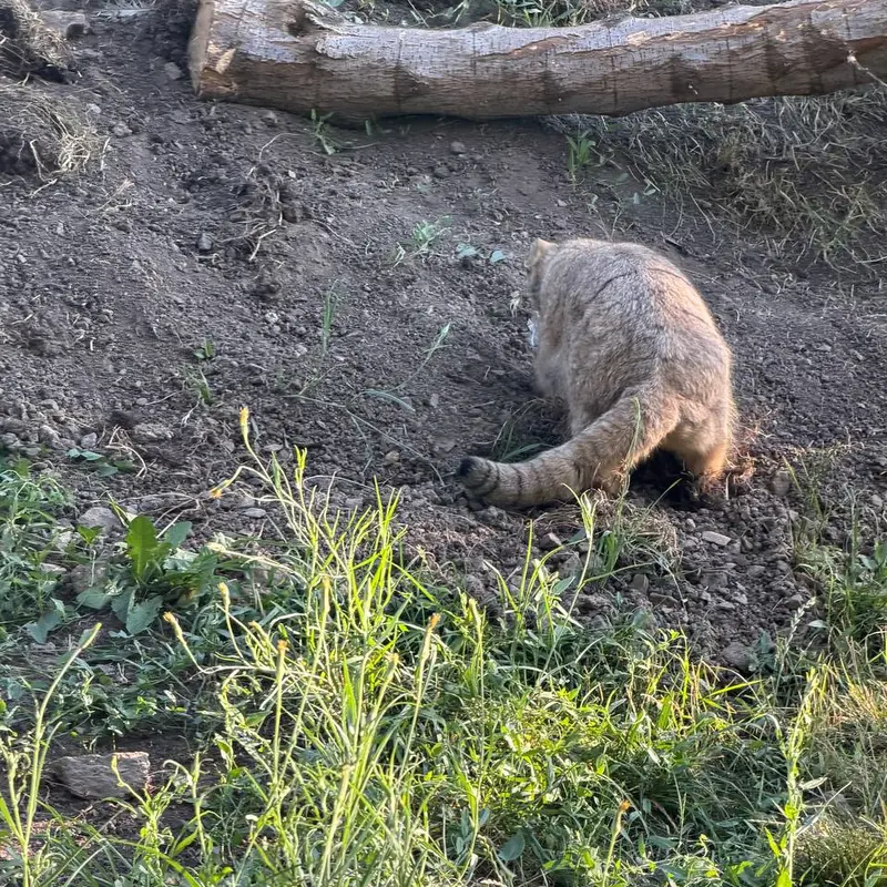 エレバン動物園のマノーの写真
