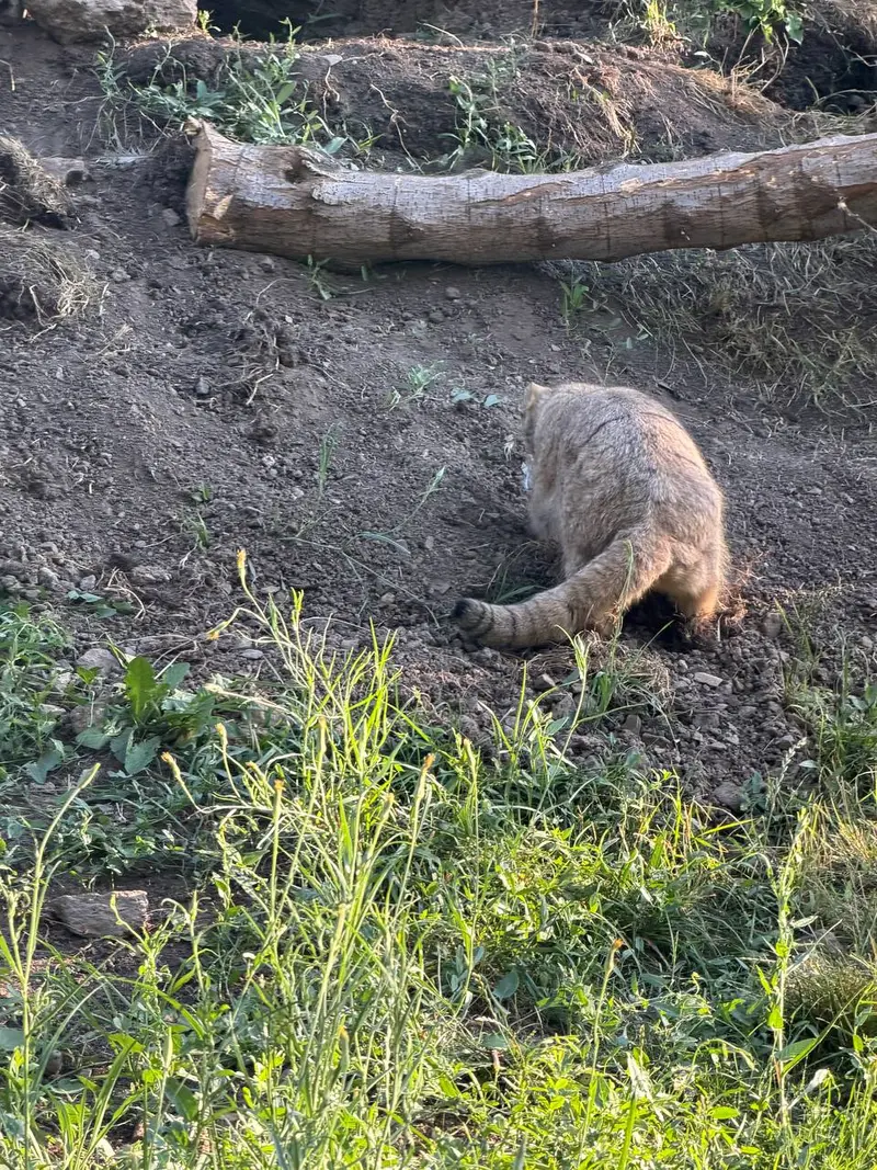 エレバン動物園のマノーの写真