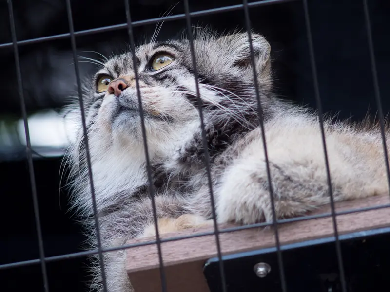 旭山動物園のグルーシャの写真