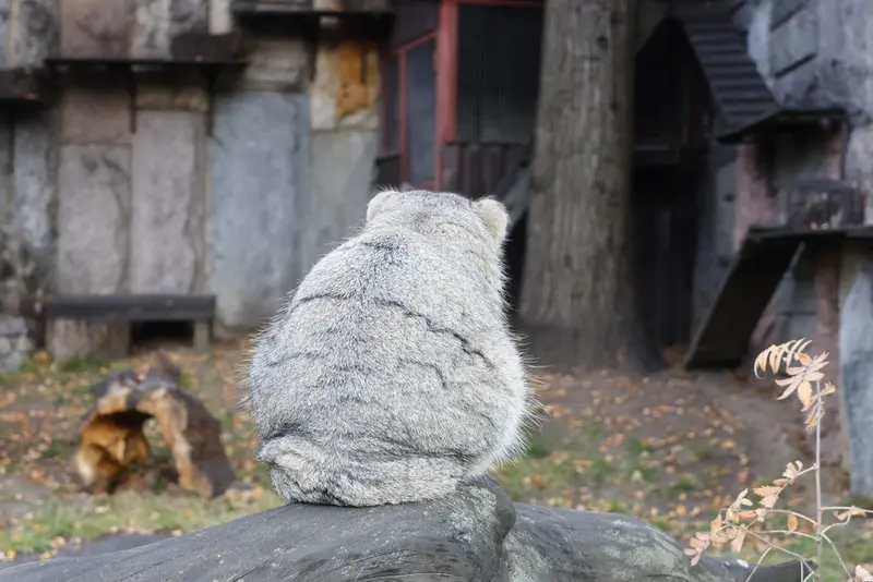 モスクワ動物園のティモフェイの写真
