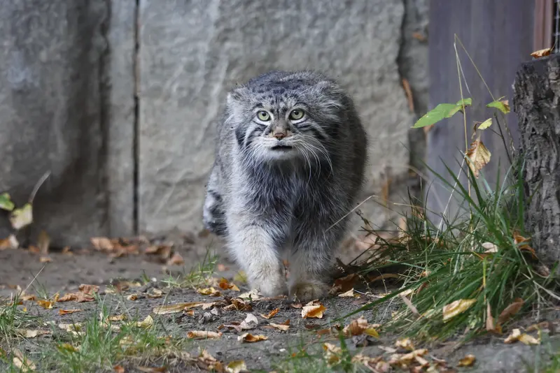 モスクワ動物園のティモフェイの写真