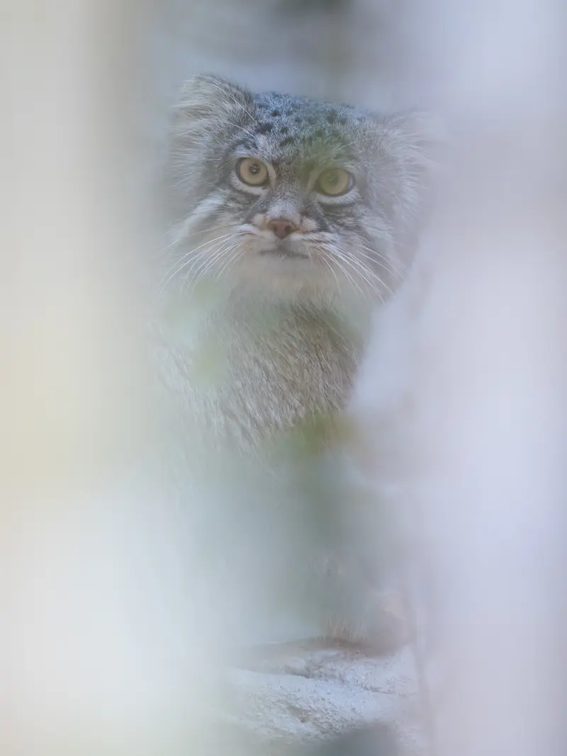 野毛山動物園のフィーガの写真