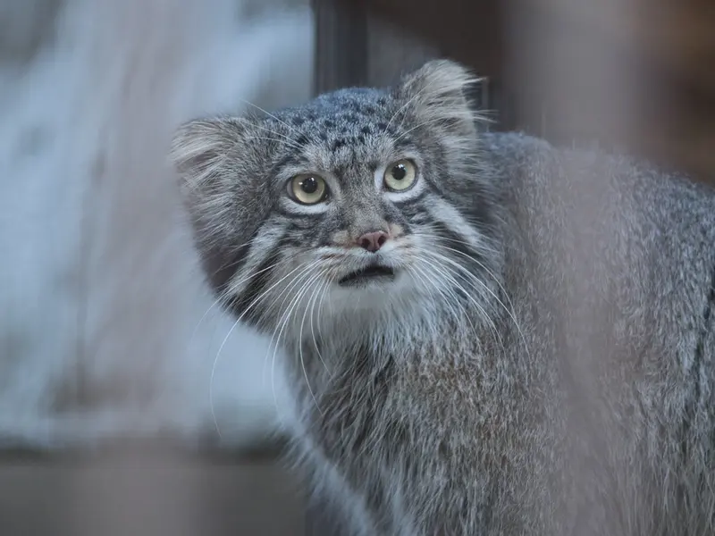 野毛山動物園のフィーガの写真