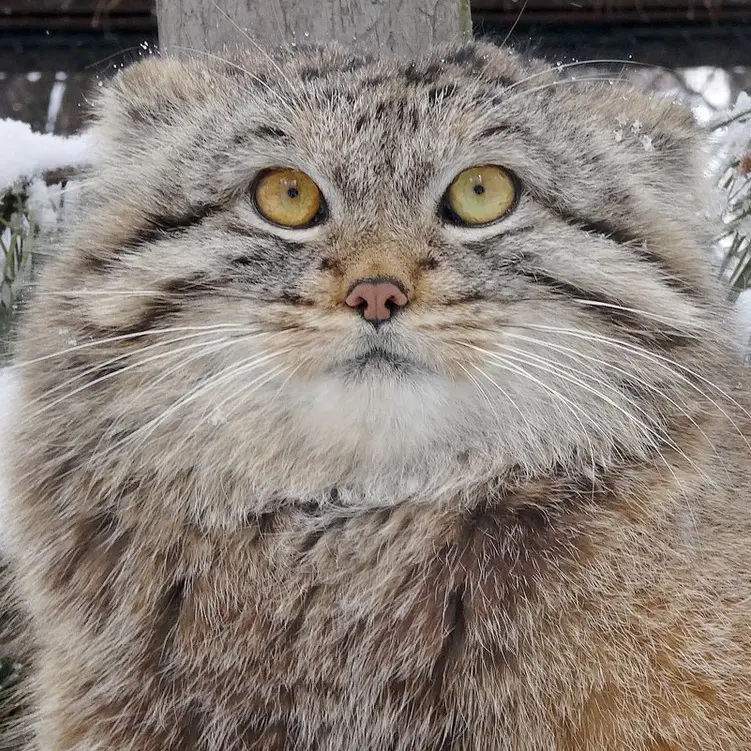 ノヴォシビルスク動物園のレフの写真