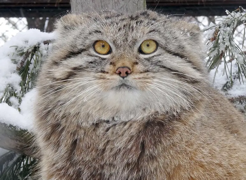 ノヴォシビルスク動物園のレフの写真
