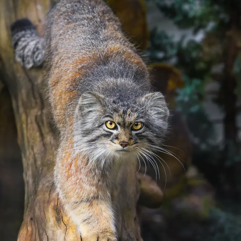 ヴロツワフ動物園のクビの写真