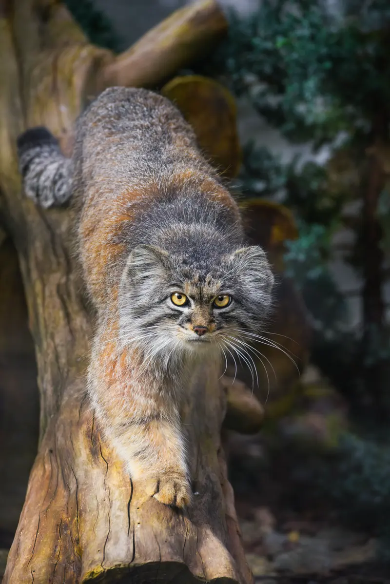 ヴロツワフ動物園のクビの写真