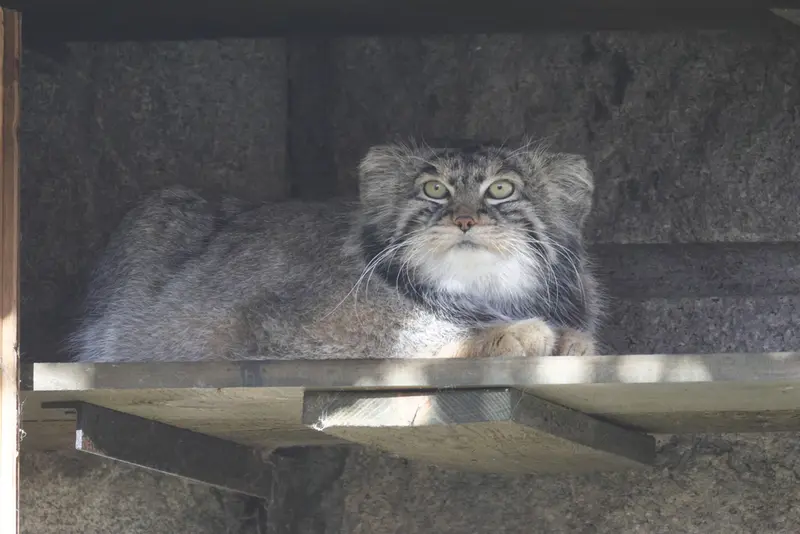 モスクワ動物園のティモフェイの写真