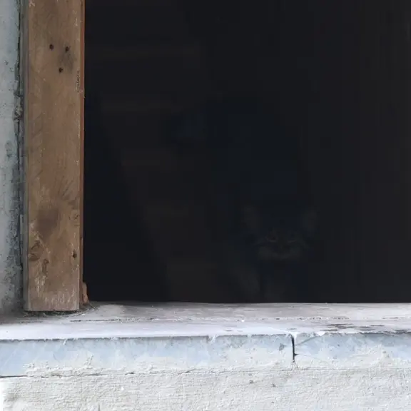 モスクワ動物園のマヌルネコの写真