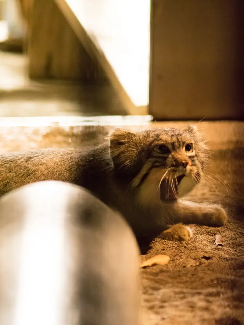 野毛山動物園のフィーガの写真