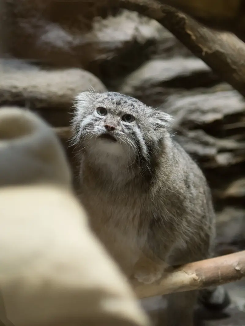恩賜上野動物園のクリョンの写真