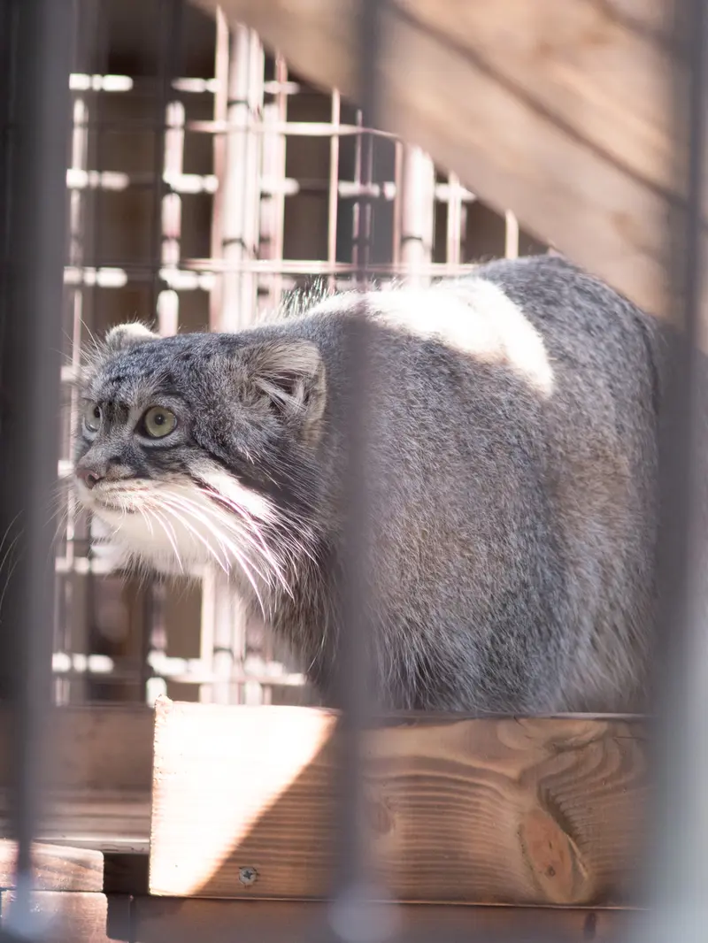 野毛山動物園のフィーガの写真