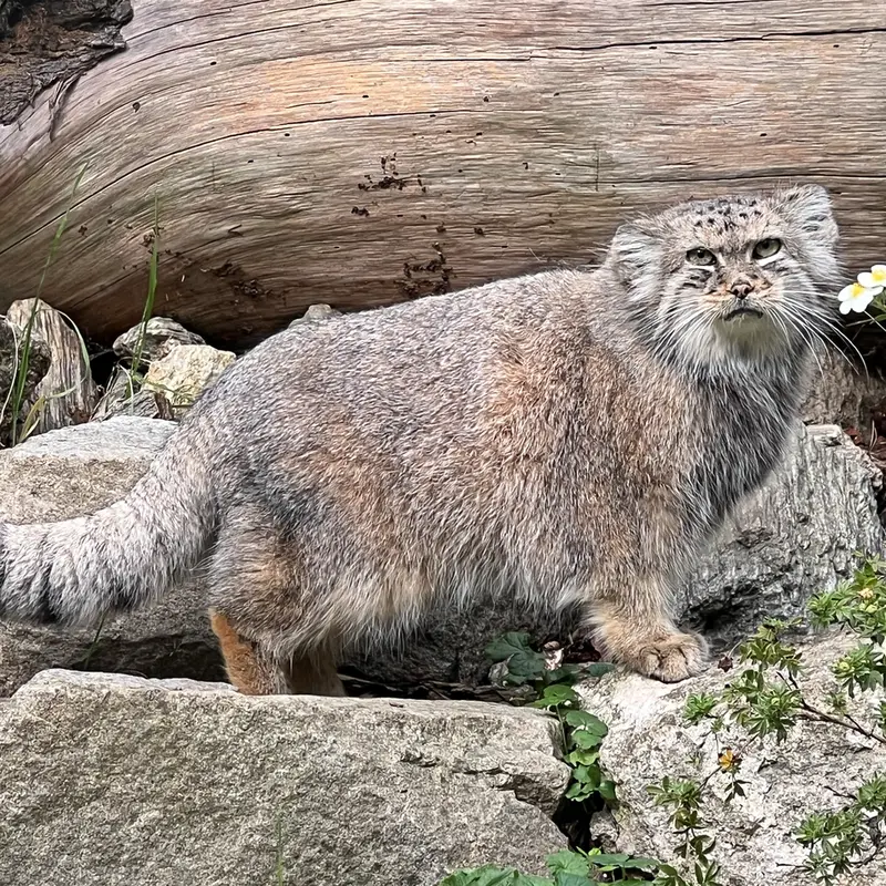 ヴロツワフ動物園のザリナの写真