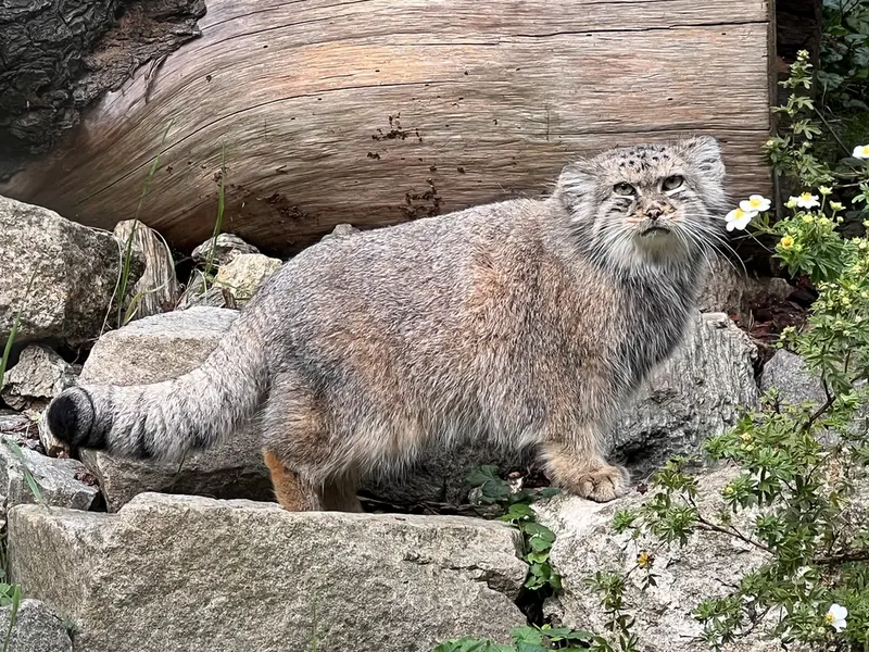 ヴロツワフ動物園のザリナの写真