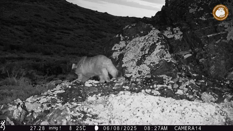 ジランディカメラトラップで撮影したOtocolobus manul manulの写真