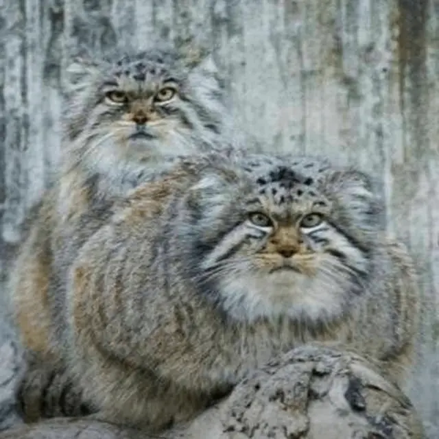 チューリッヒ動物園のカッティとアグルニアの写真