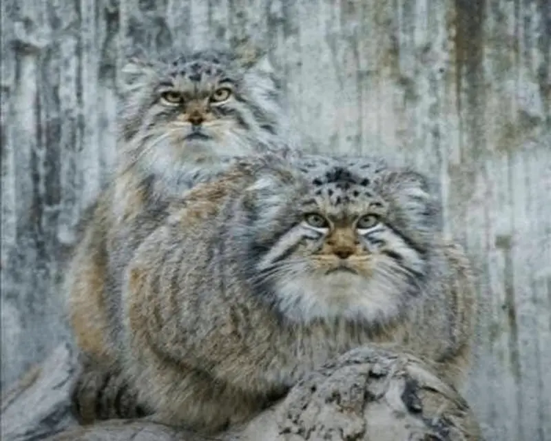 チューリヒ動物園のカッティとアグルニアの写真