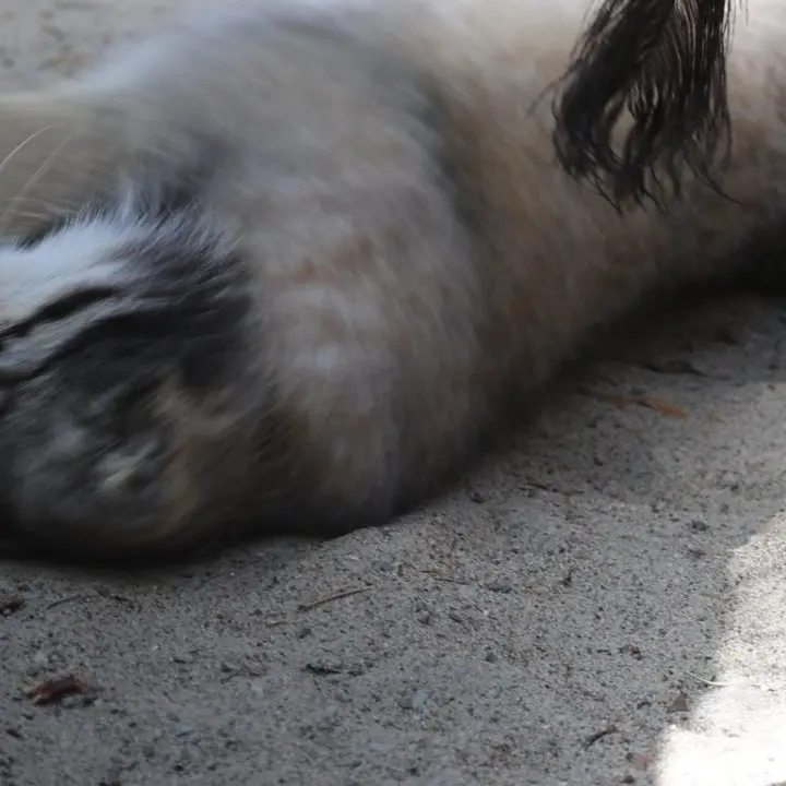 ノヴォシビルスク動物園のマヌルネコの写真