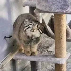 青海チベット高原野生動物園のスン・ダーニャンの写真