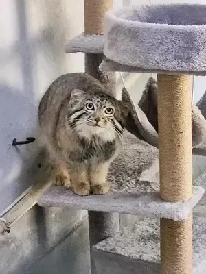 青海チベット高原野生動物園のスン・ダーニャンの写真