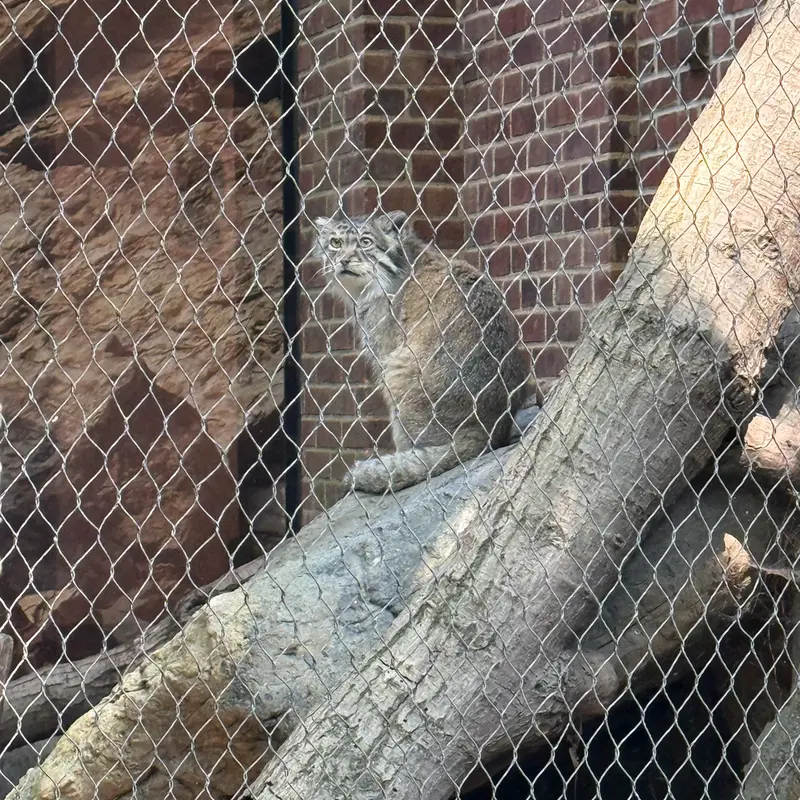 プロスペクト・パーク動物園のバトゥの写真