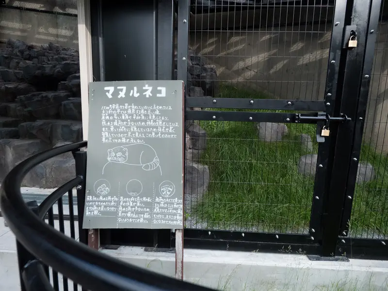 旭山動物園のマヌルネコの写真