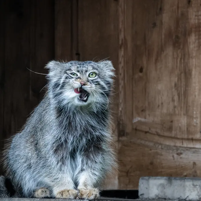 モスクワ動物園のティモフェイの写真