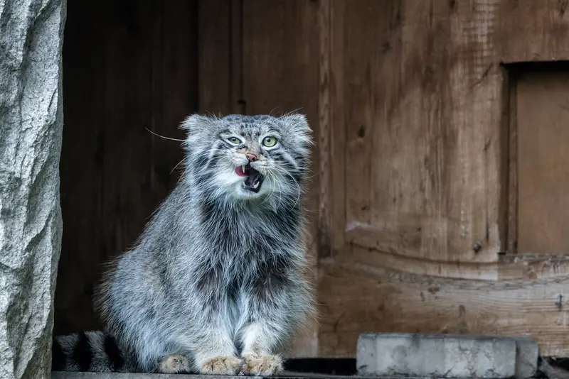 モスクワ動物園のティモフェイの写真